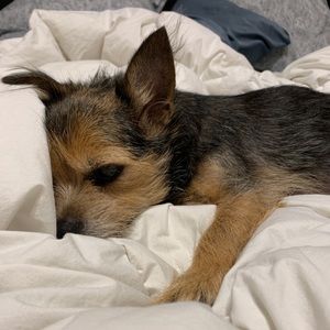 Meet your Posher, Annabel